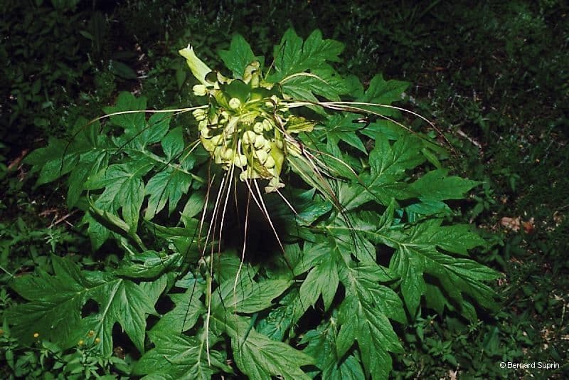 Východoindický arrowroot 11