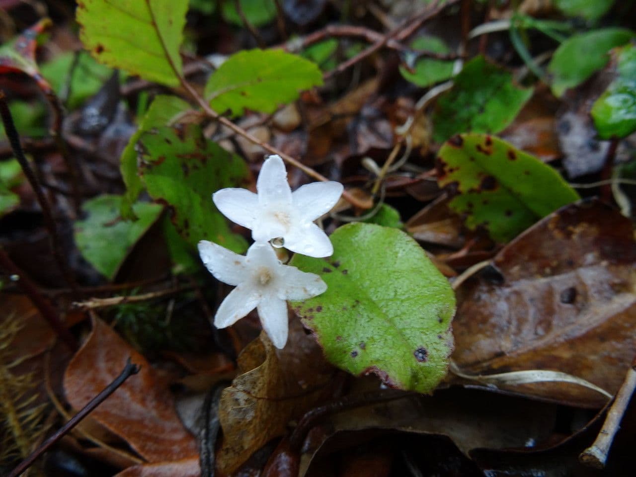 Epigaea repens 7