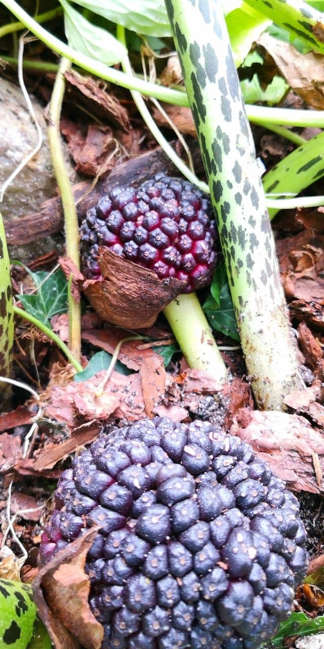 Sauromatum