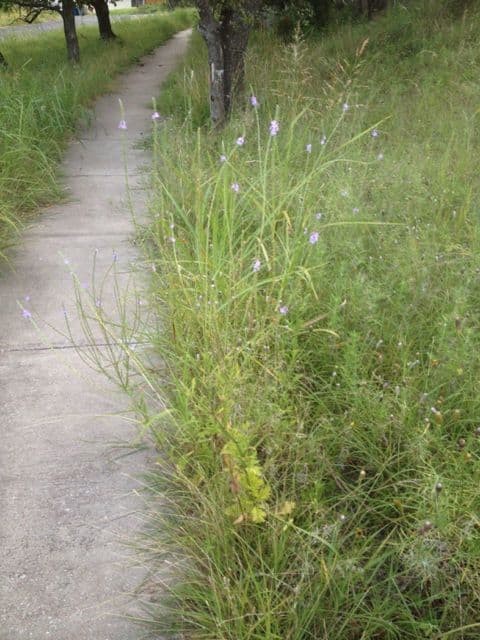 Verbena 2