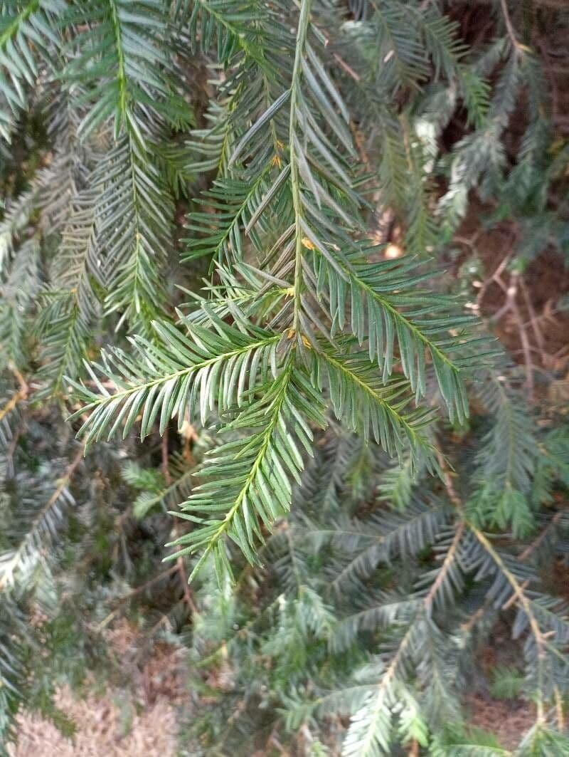 Sequoia sempreverde 15
