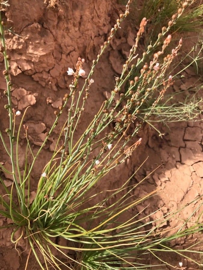 Asphodèle 18