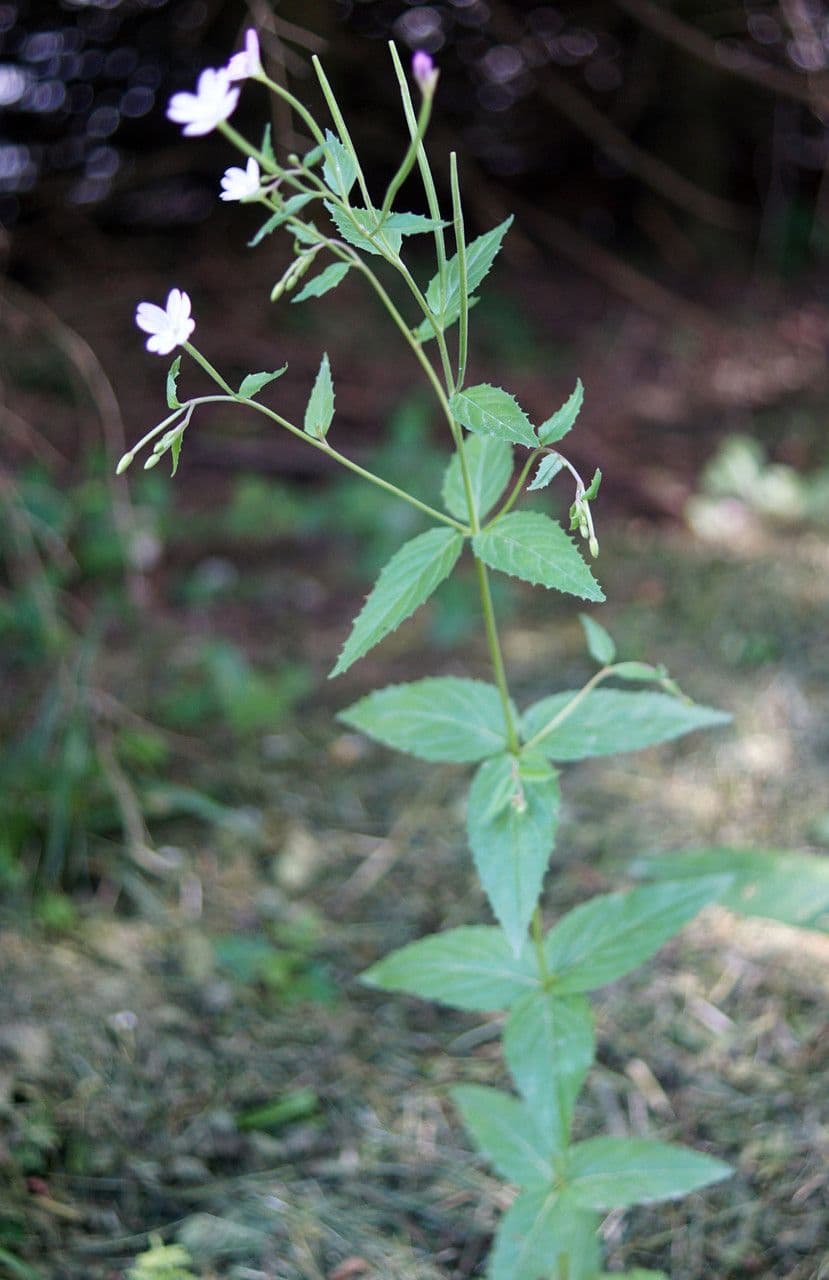 Epilobium alpestre 11