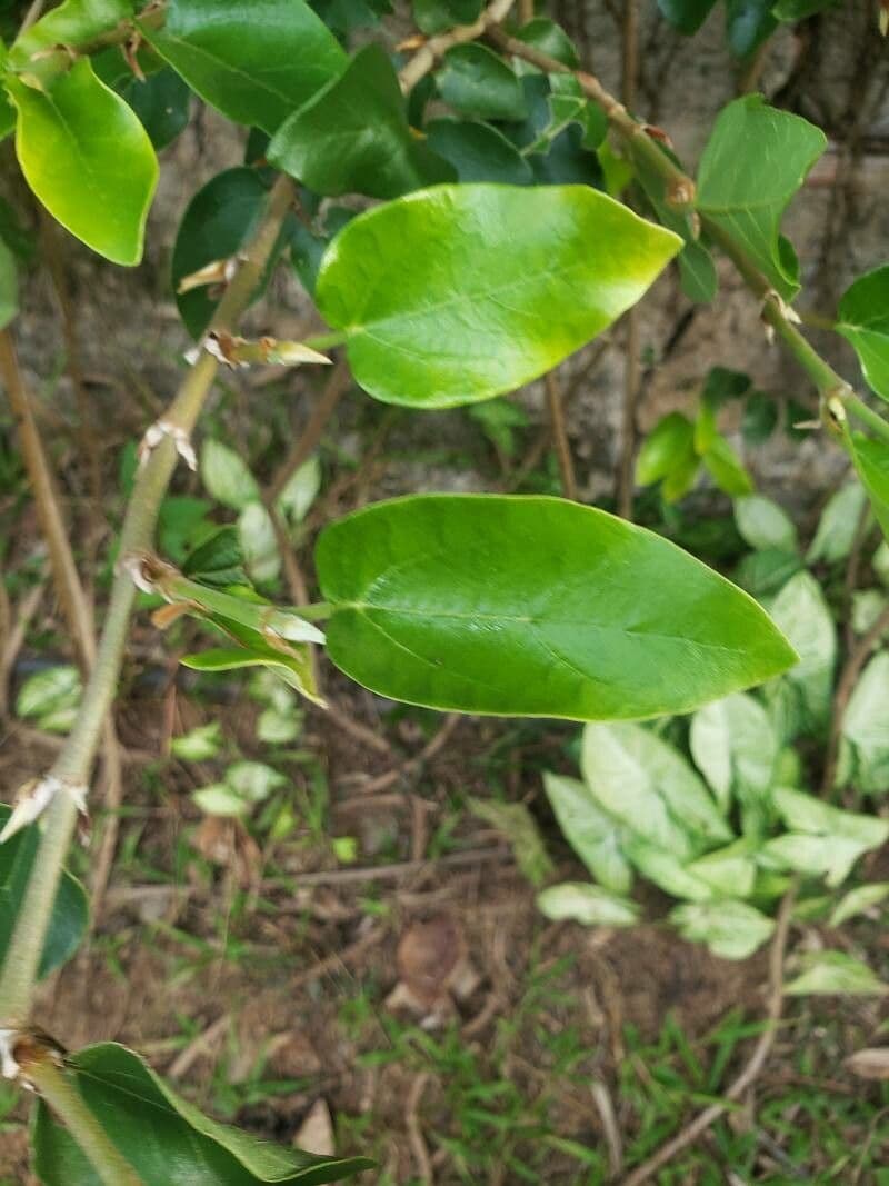 Premna
