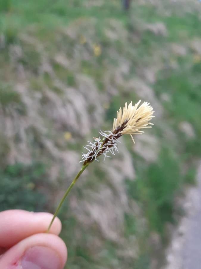 Carice della Colchide 8