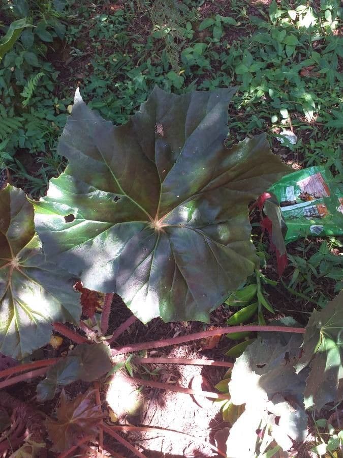 Begonia 11