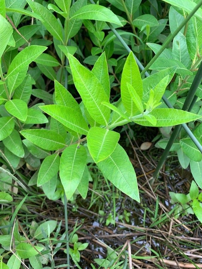 Decodon verticillato 13