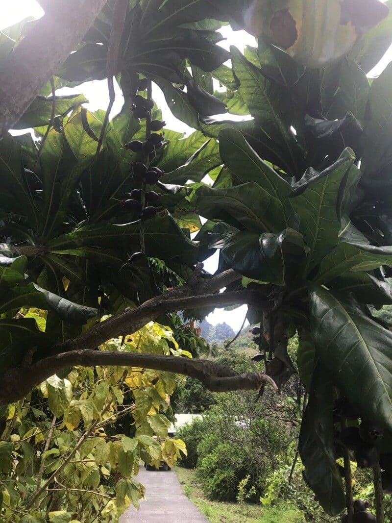Barringtonia 5