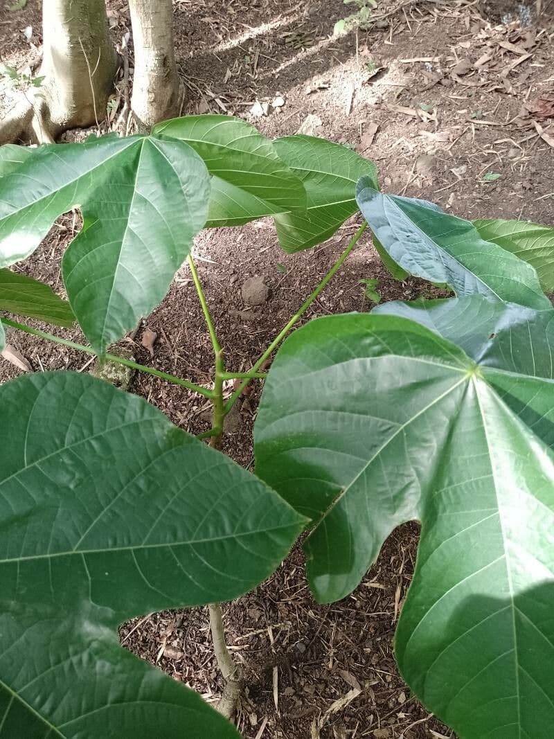 Sterkúlia bezkvetá 18