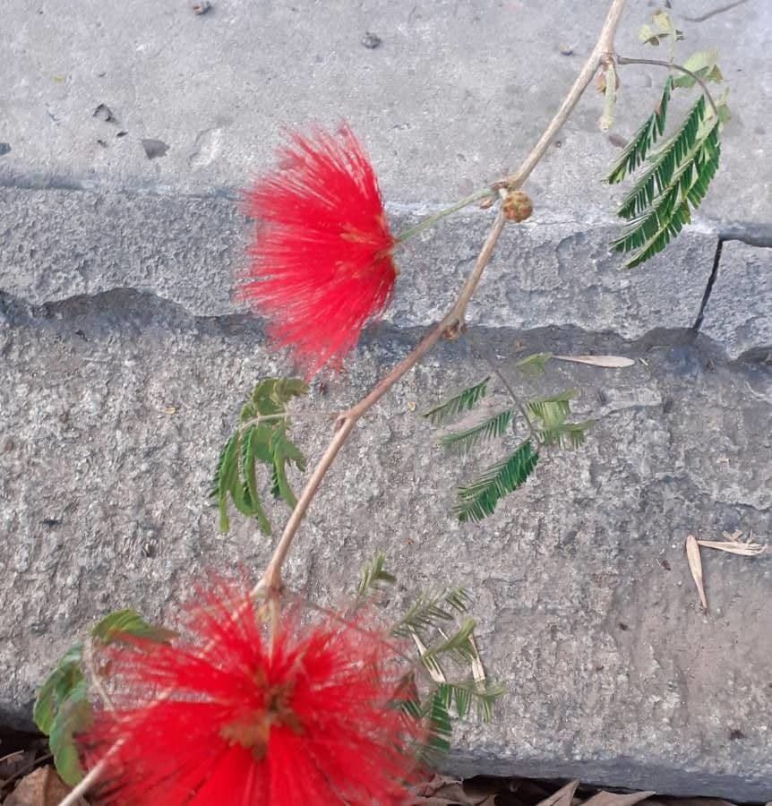 Calliandra di Tweed 21