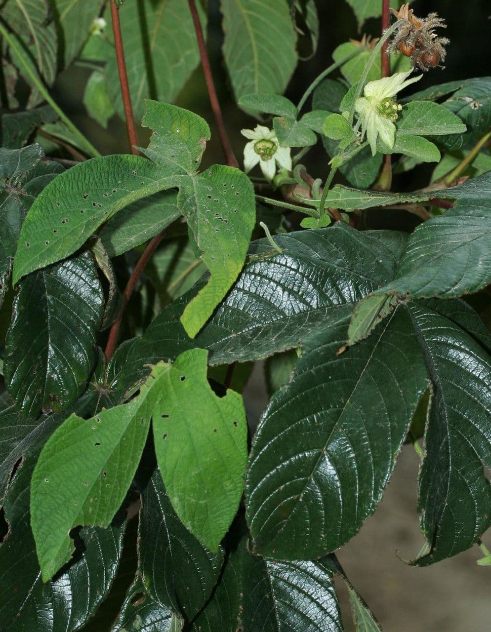 Dalechampia 21