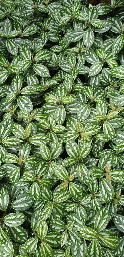 Pilea 17