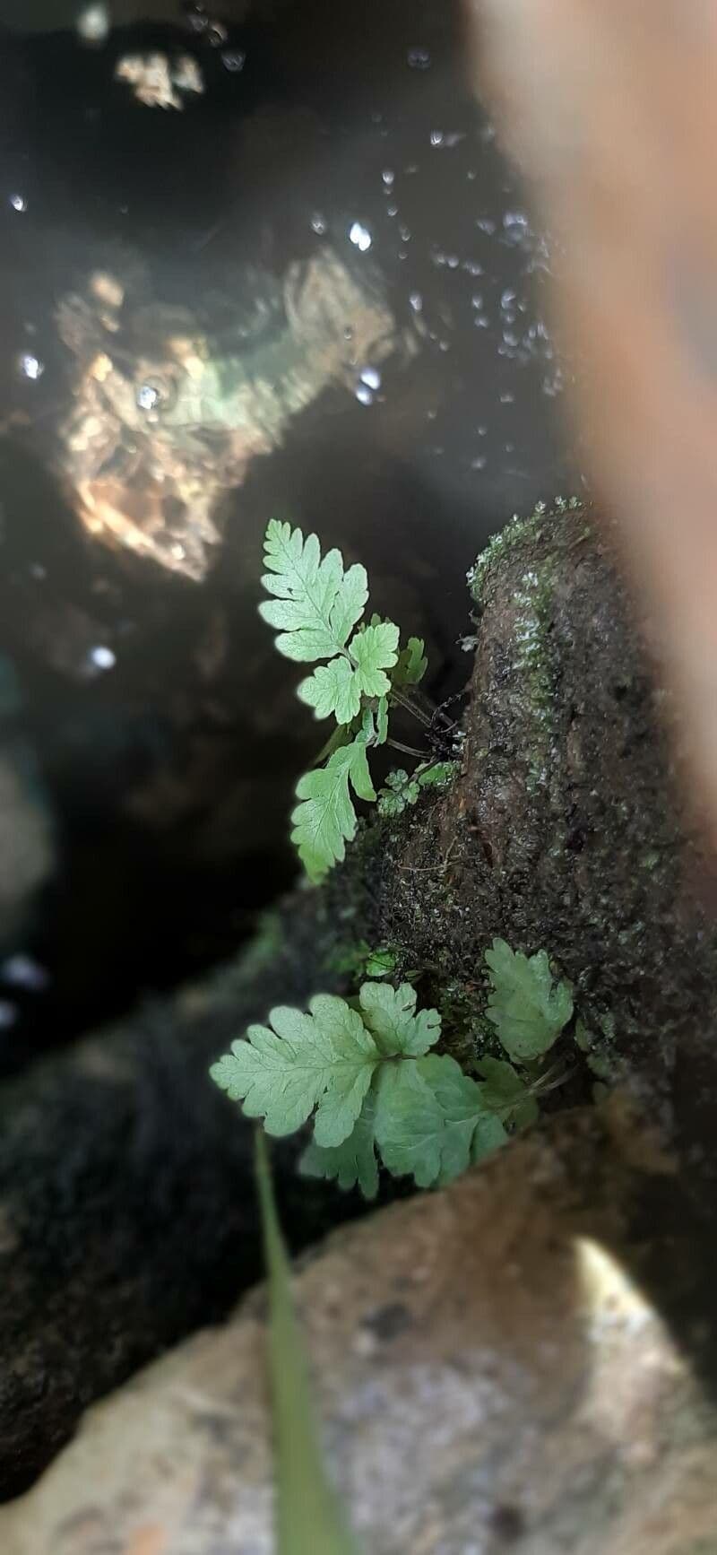Cystopteris 2