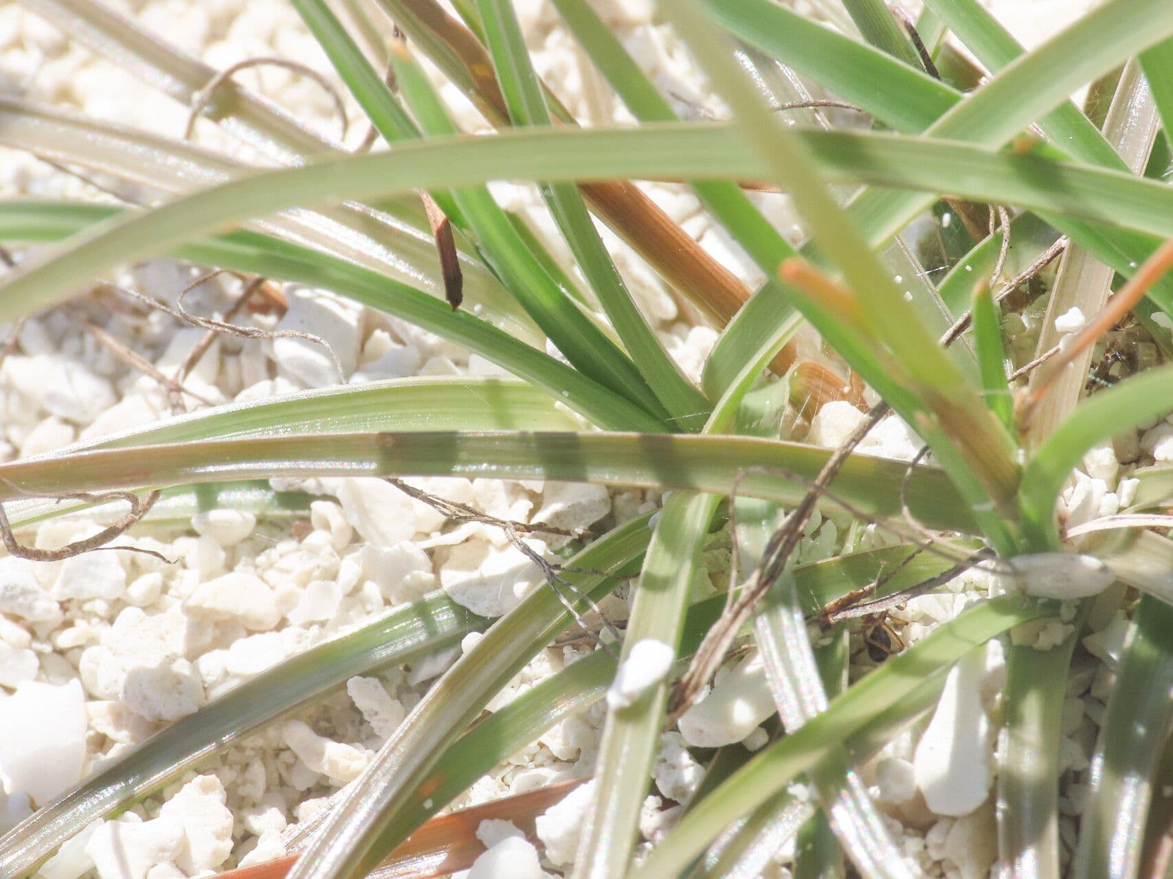 Fimbristylis cymosa 11