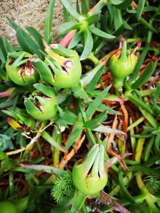 Fico degli Ottentotti 2