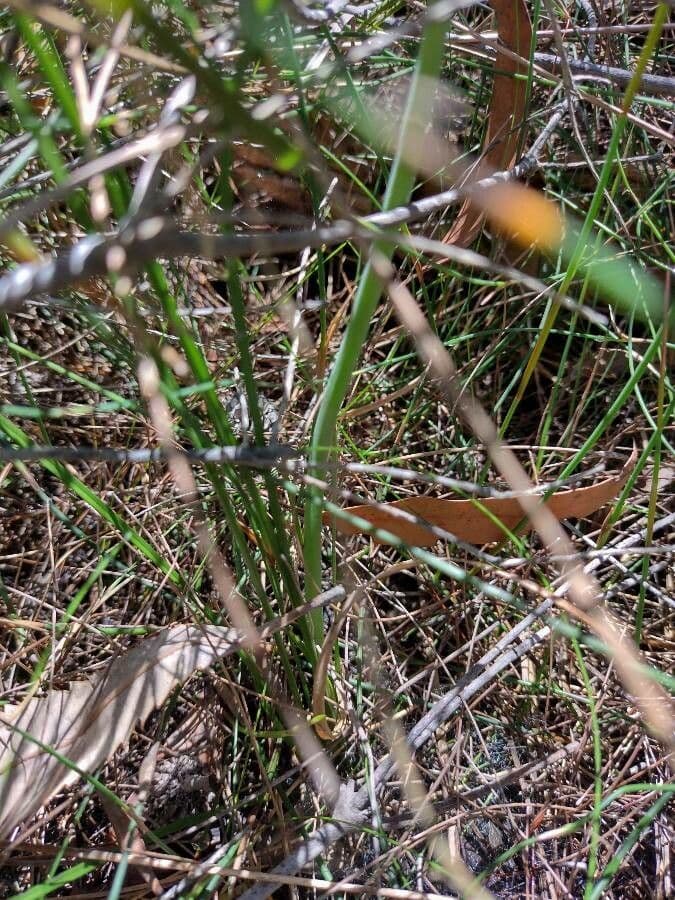 Blandfordia nobilis 6