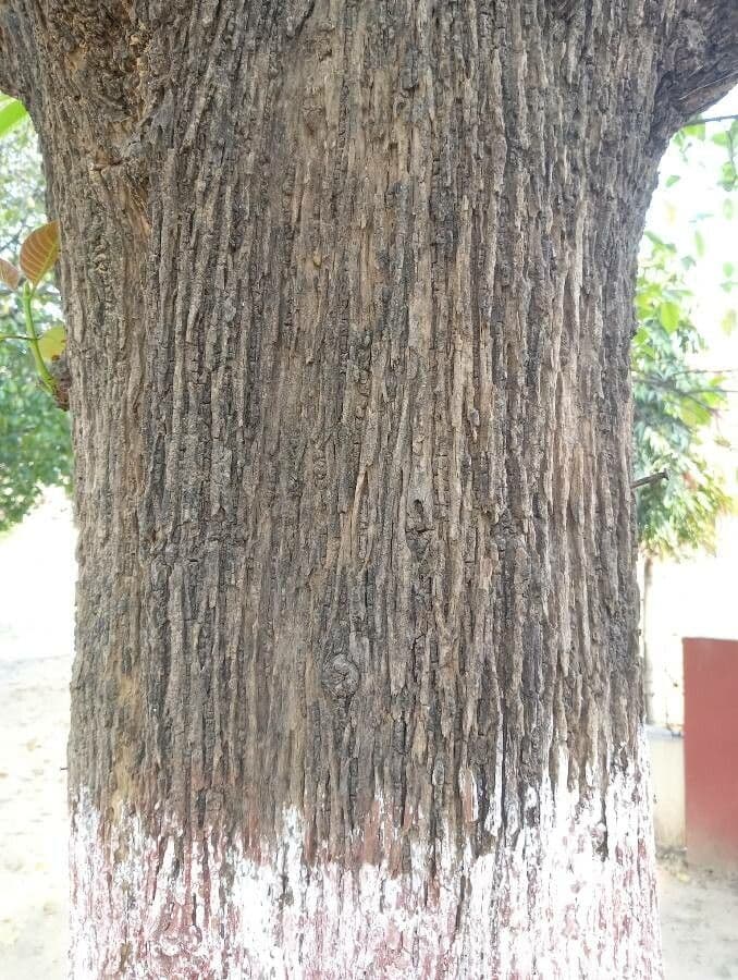 Kadamba 21