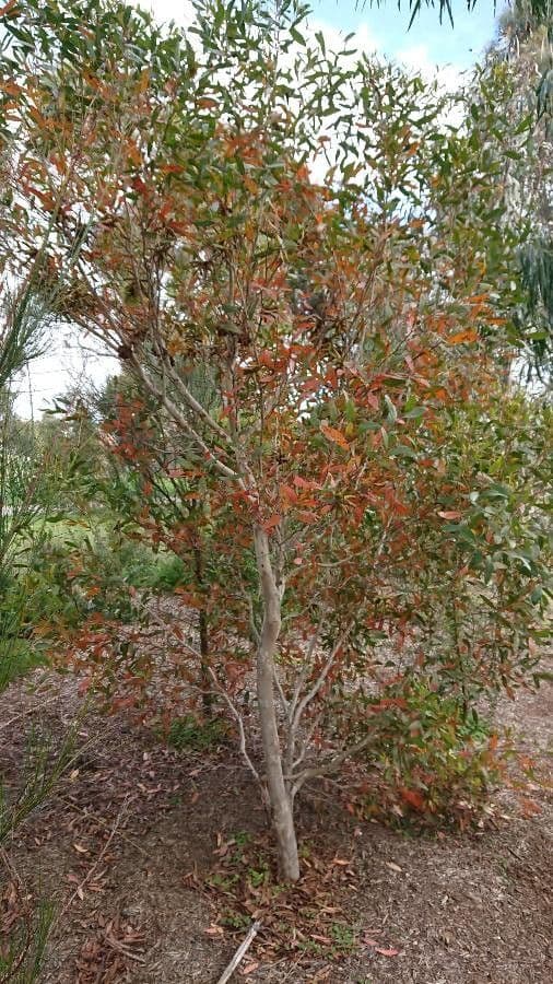 Lehmann-Eukalyptus 9