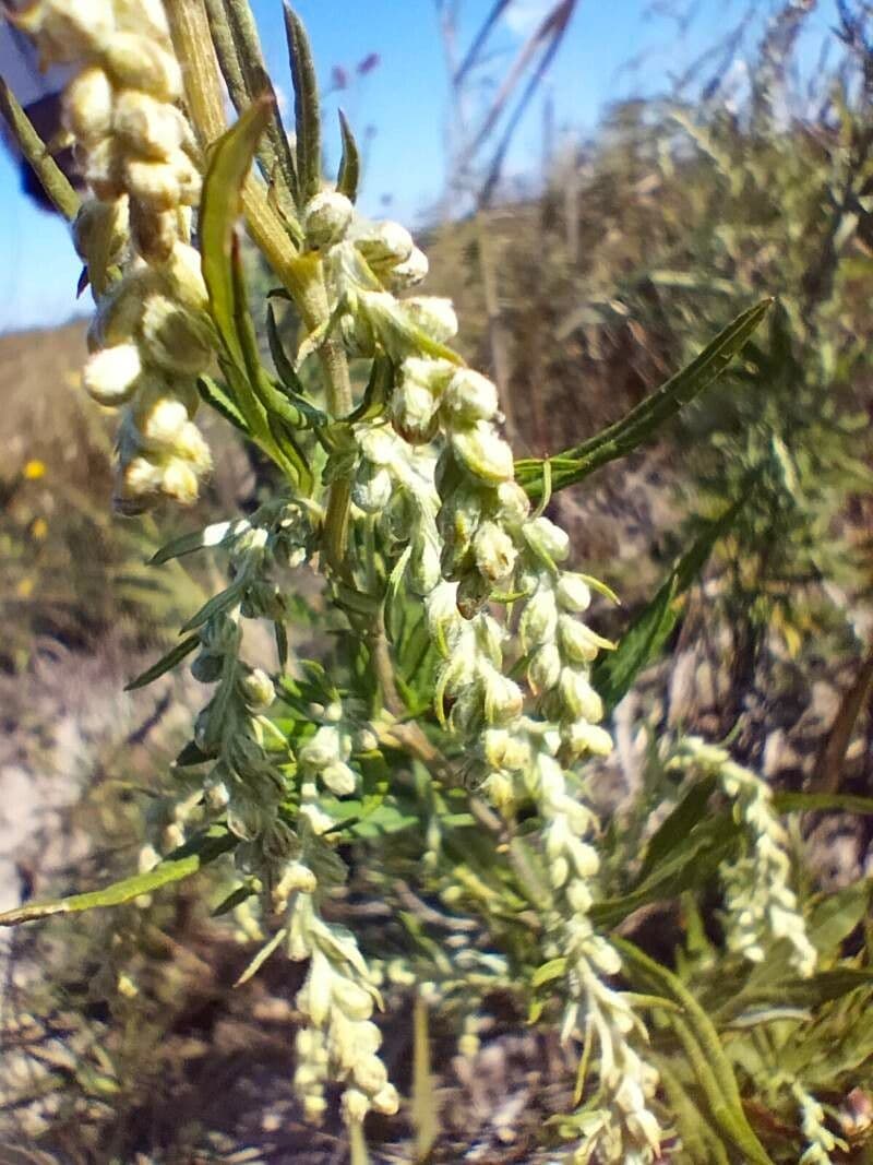 Bylica Verlota 2