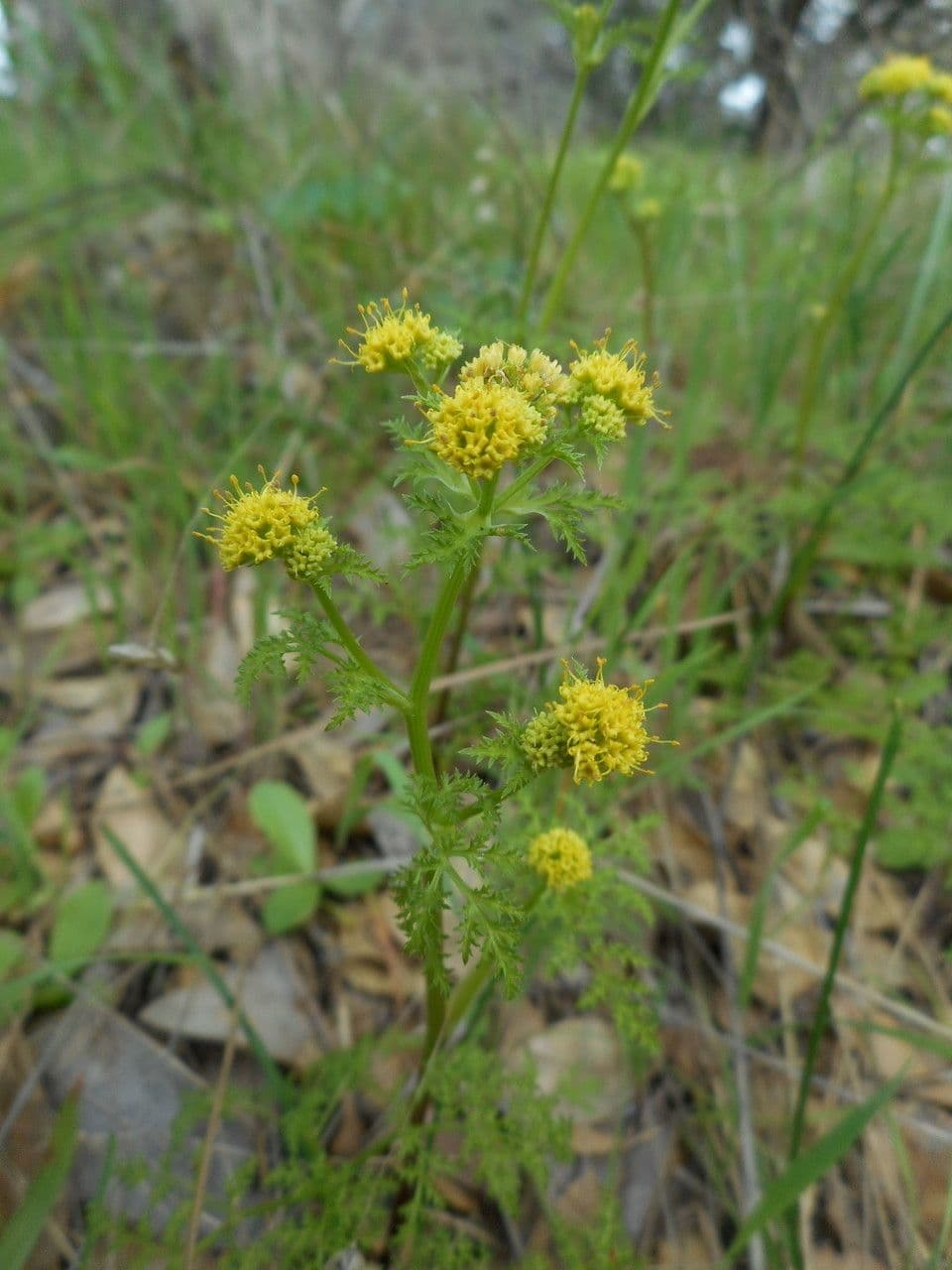 Sanicula tuberosa 3