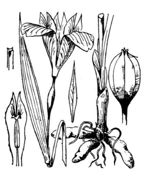 Iris tuberoso 25