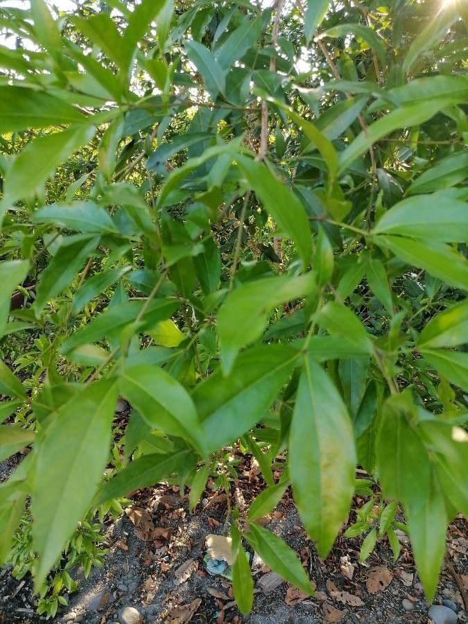 Zygia longifolia