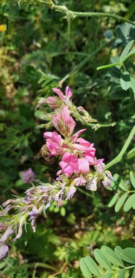 Sulla arenaria 3