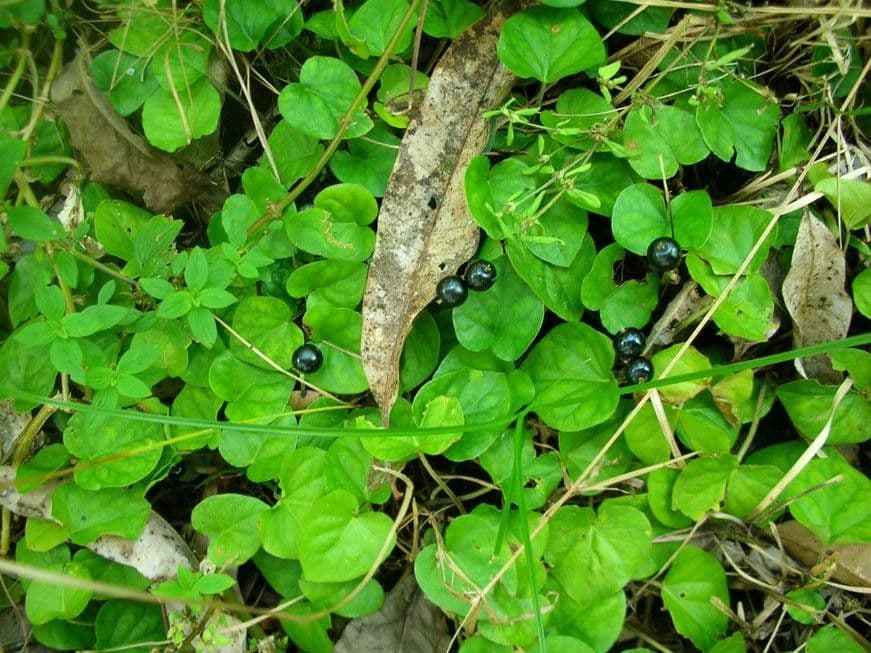 Geophila 5