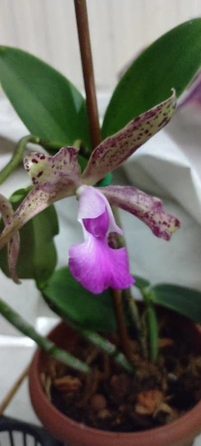 Cattleya 3