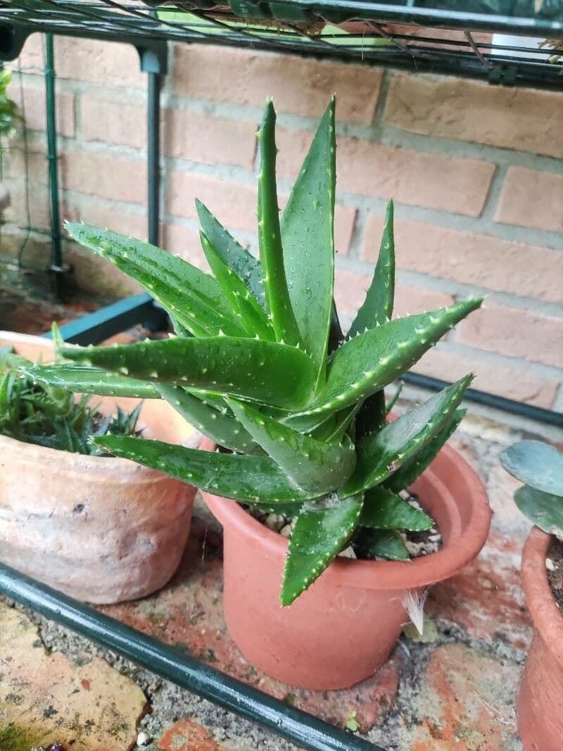 Kurzblättrige Aloe