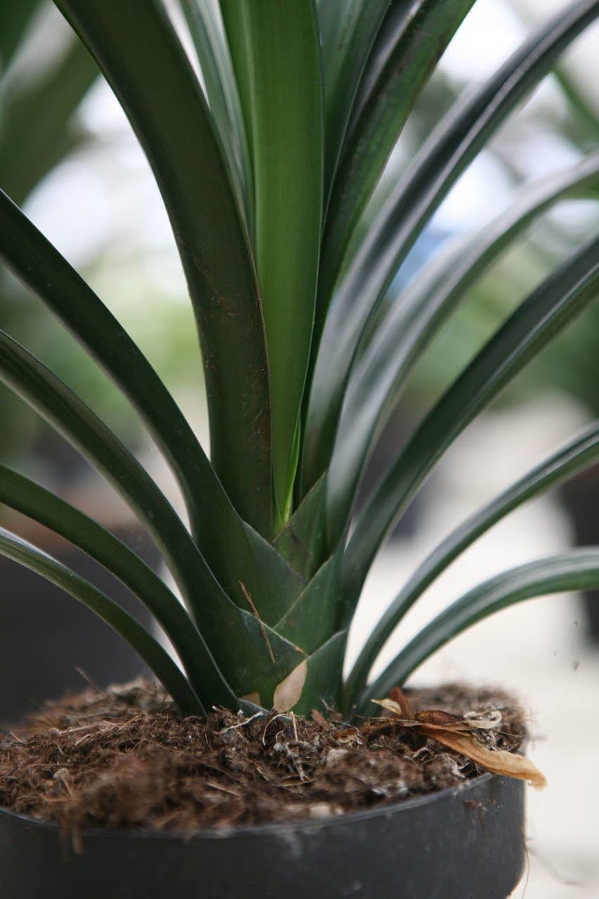 Clivia 25