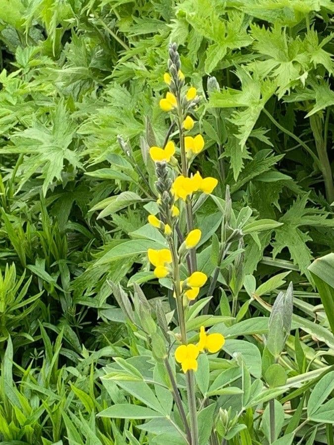 Crotalaria juncea 8