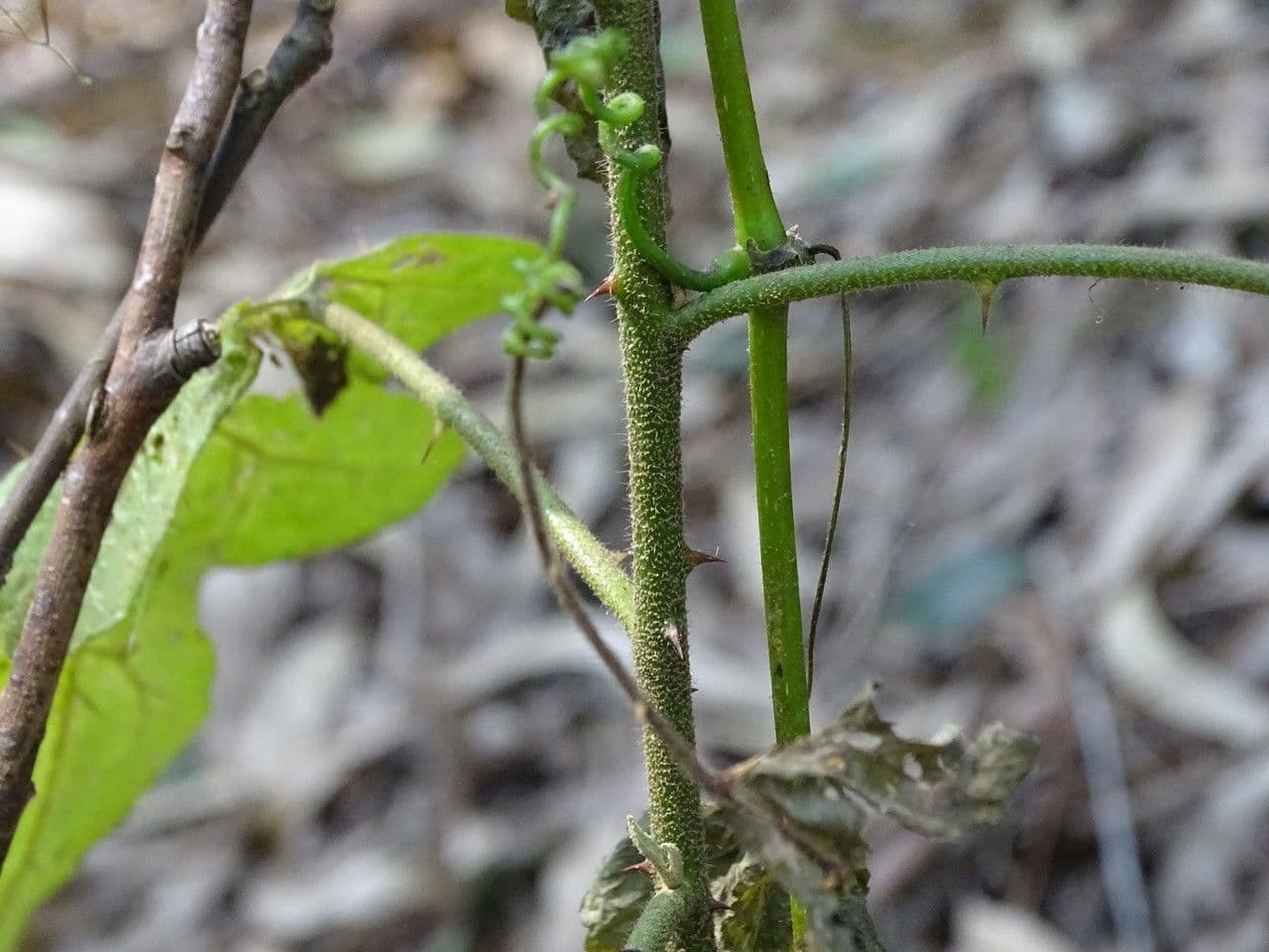 Solanum aculeastrum 5