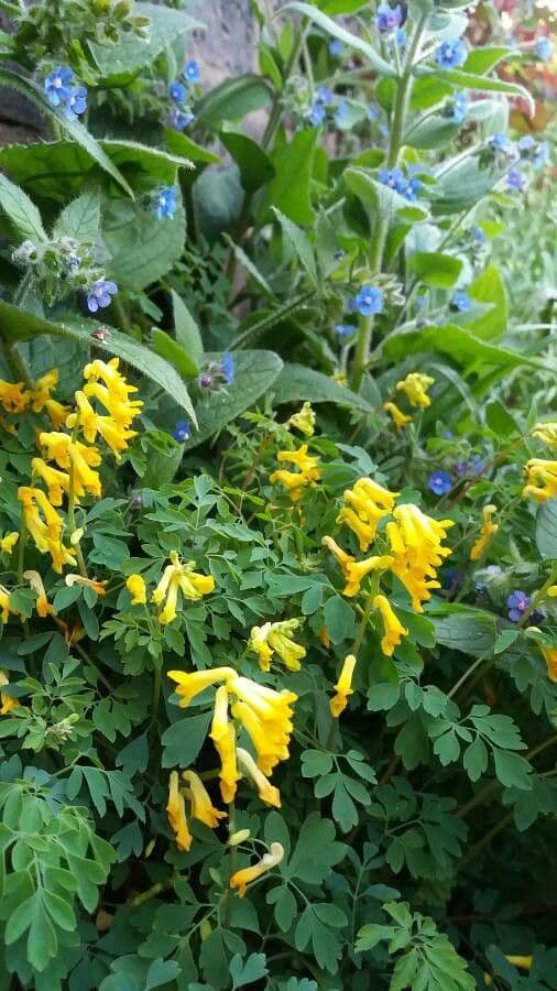 Corydalis dorada 3