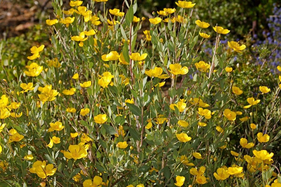 Dendromecon rigida 11