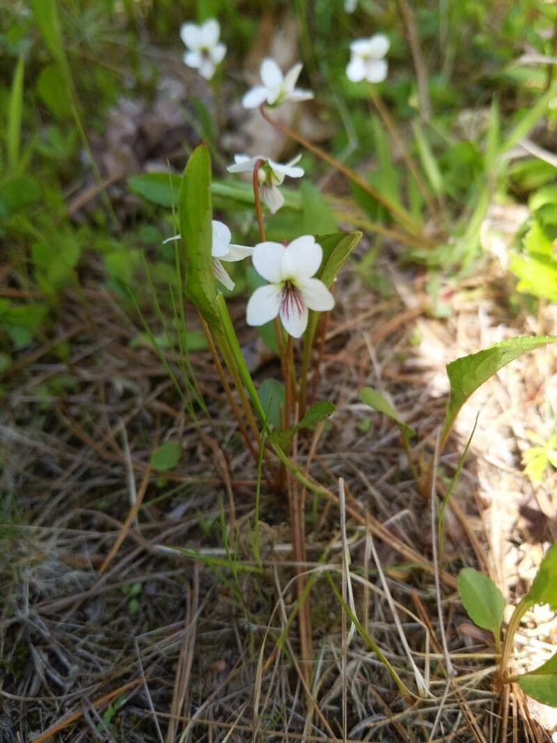 Viola lanceolata 6