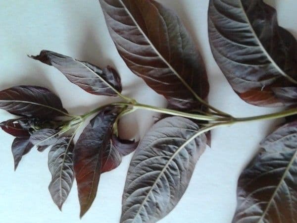 Lisimachia ciliata 26
