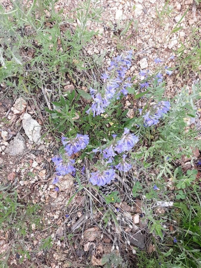 Penstemon verde 4