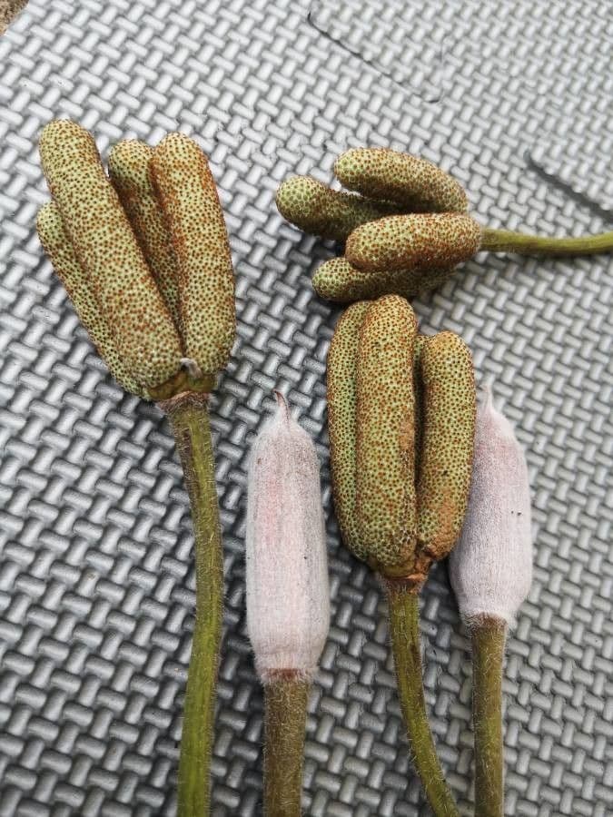 Cecropia 4