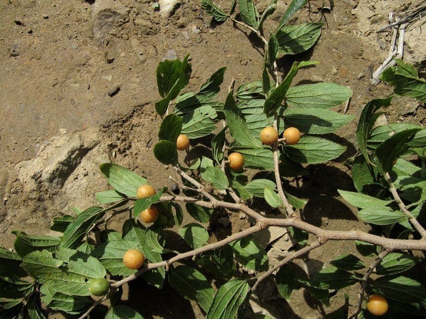 Celtis iguanaea 10