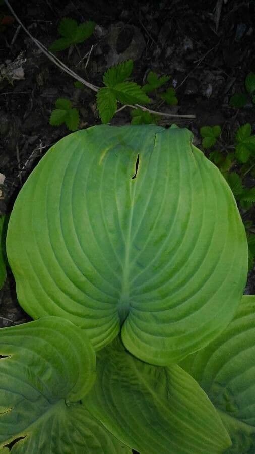 Hosta 17