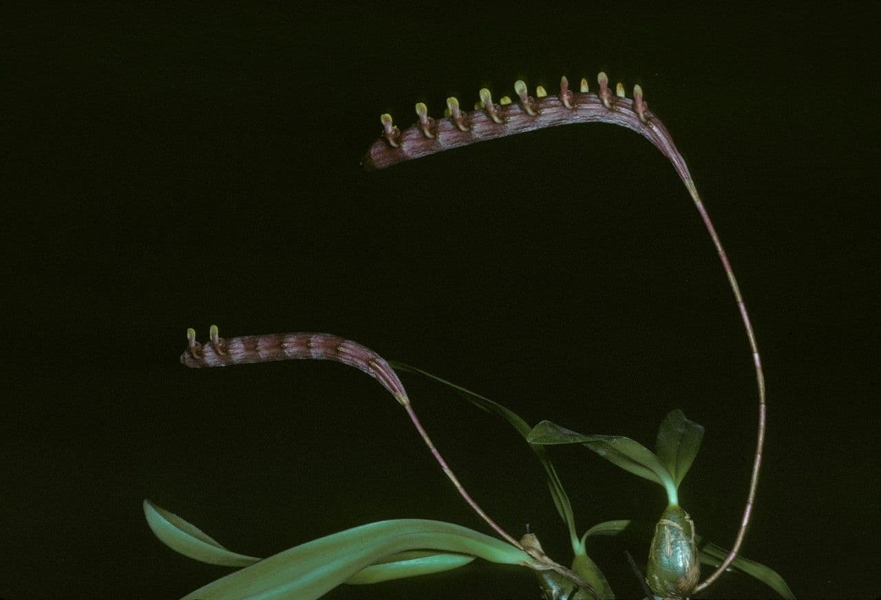 Bulbophyllum 6