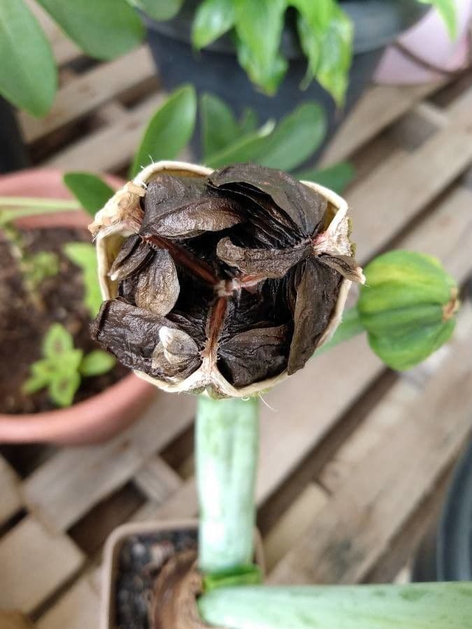 Amaryllis regina