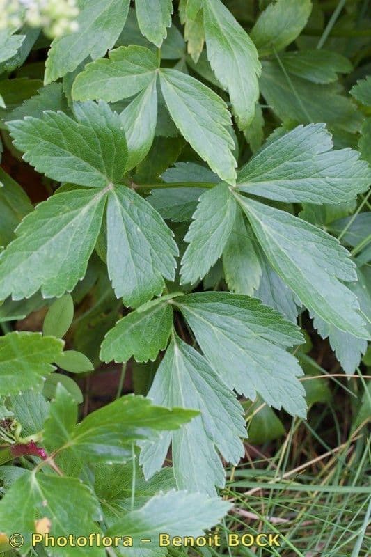 Ligusticum scoticum 23