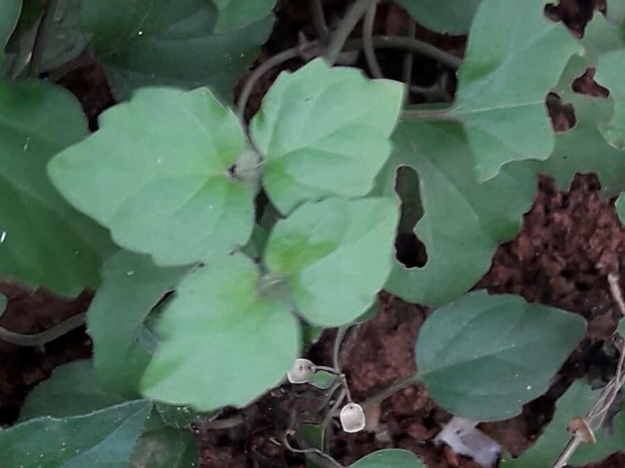Scutellaria 15