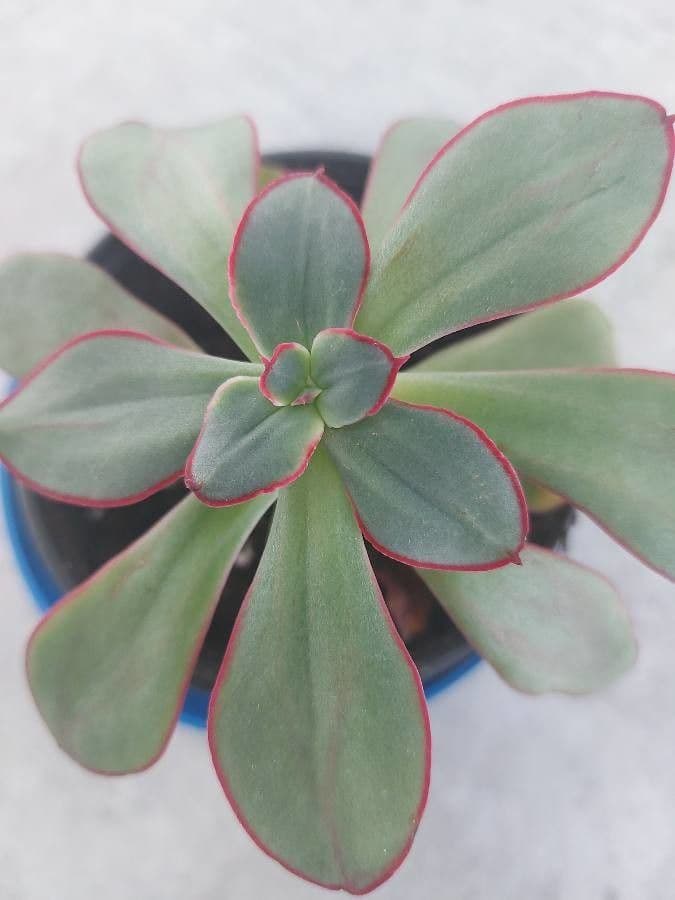 Echeveria 5