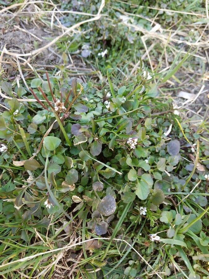 Cardamine parviflora 15
