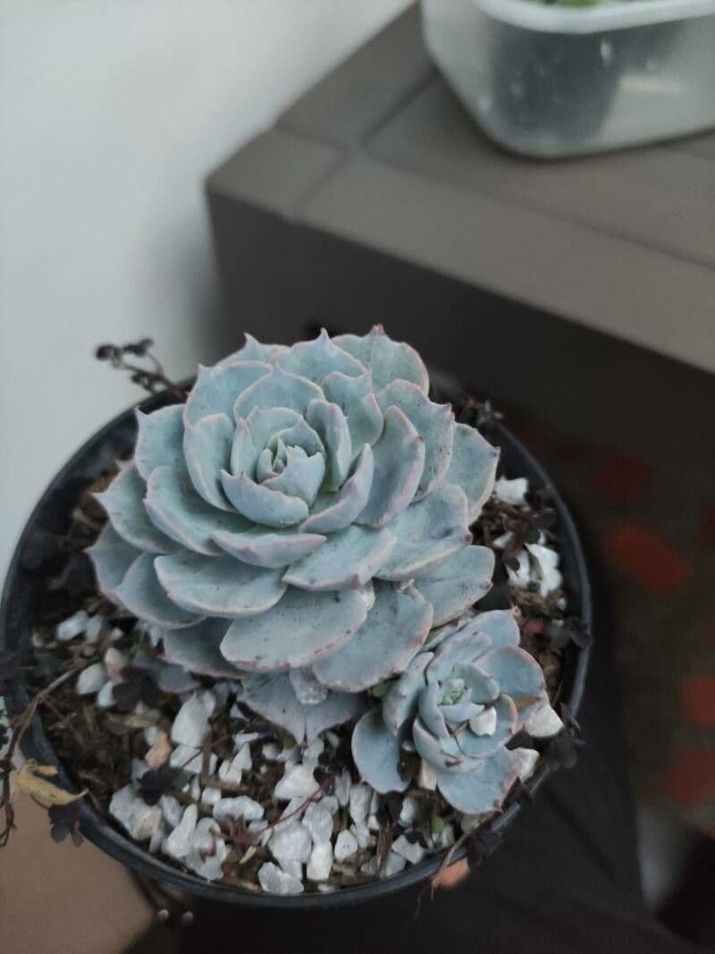 Echeveria secunda 28