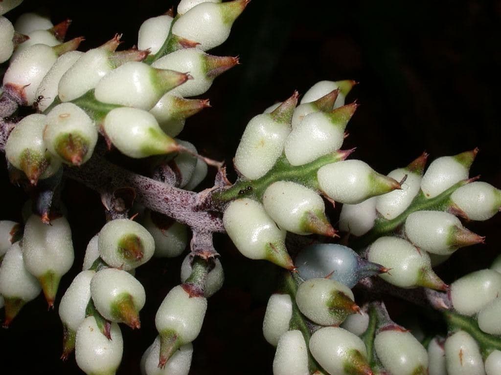 Aechmea 3