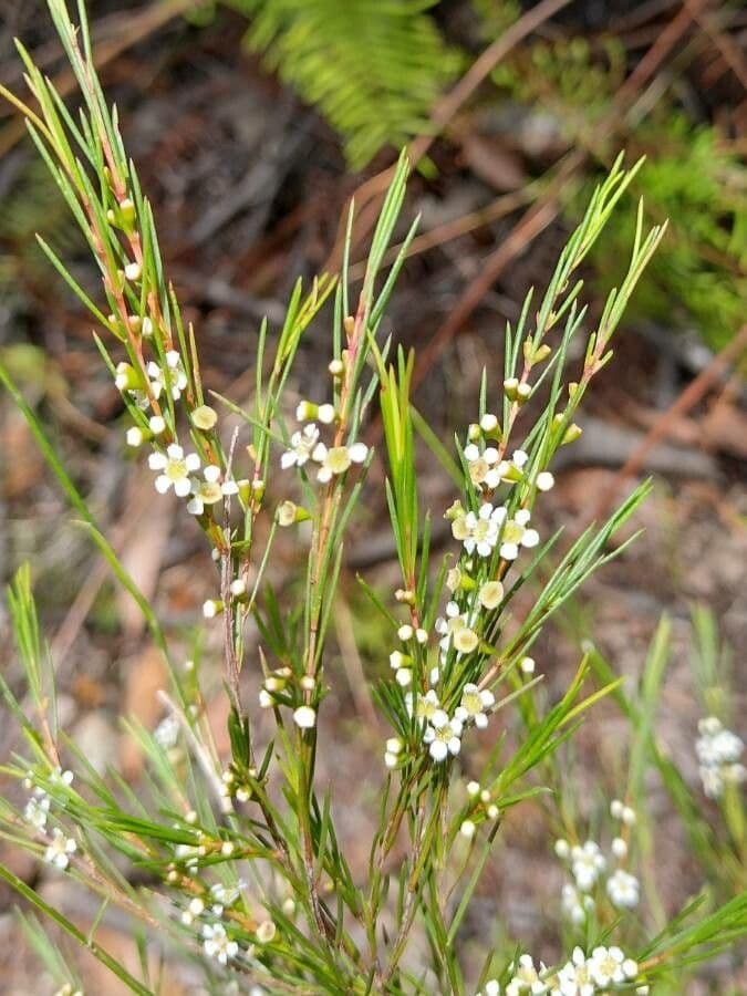 Baeckea linifolia 4